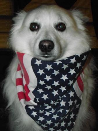 Patriotic doggies !