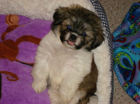 Our Madeline at approximately seven weeks old.