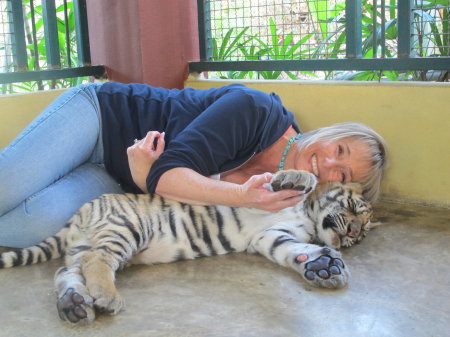 Tiger Kingdom, Chiang Mai, Thailand