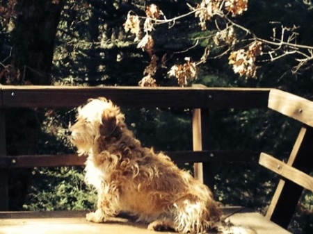 Lucy in the Sierras