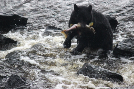 Black Bear 2019 in Alaska
