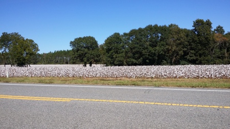 Florida snow... aka cotton fields