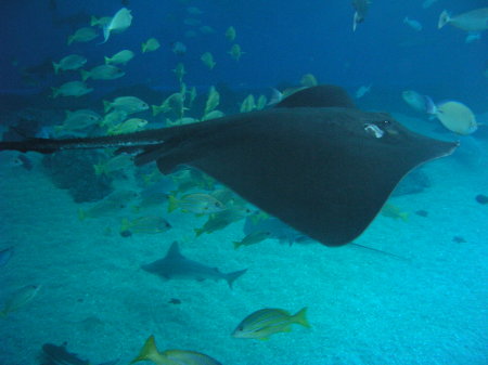 Maui Ocean Center