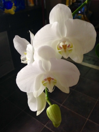 I have had these orchids over  three years 