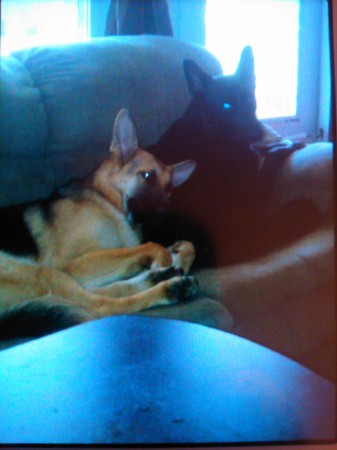 Two love dog , chilling on the couch.