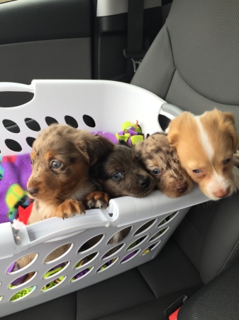 Chiweenie babies