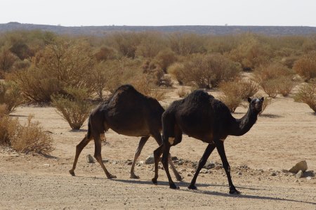 Camels in Saudi Desert