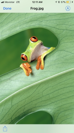 Maybe my fav pic ever. Costa Rica Dart Frog