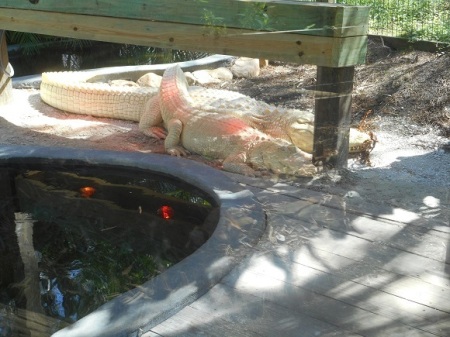 Albino Alligators