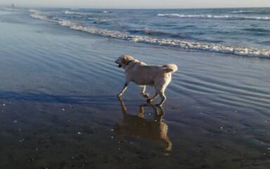 The Duke at HB Dog Beach