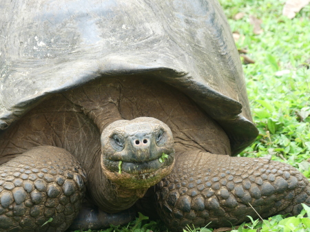 Galapagos Tortoise Age 75+ 