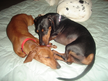 my two doxies