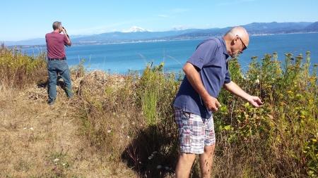 Picking Blackberries with Bickle