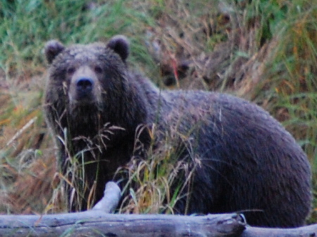 Brown Bear, Kodiak Alaska