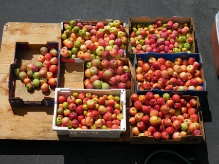 Apples Ready for Pressing into Cider