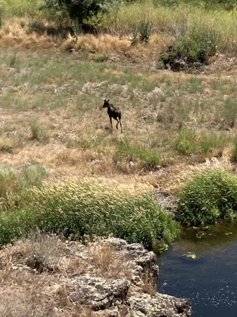 Moose on the Palouse 