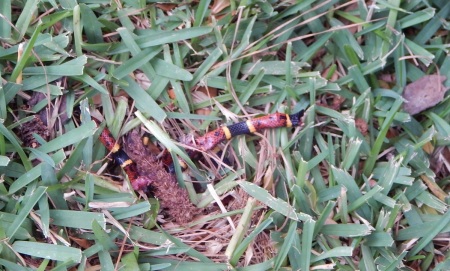 Dead coral snake