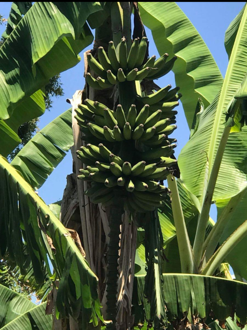 My banana 🍌 tree