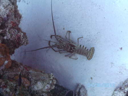 CZM Lobster