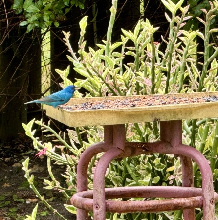 Indigo Bunting