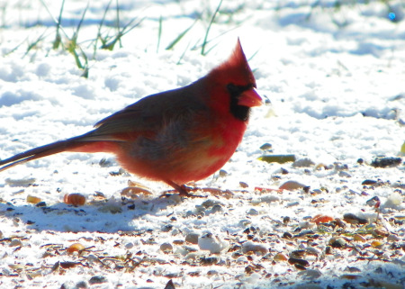 Robin Sheraden's album, Nature