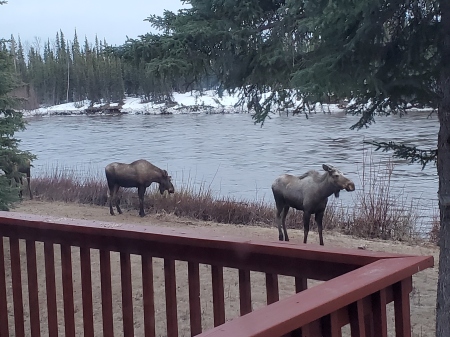 Moose in my backyard, Gakona, Alaska
