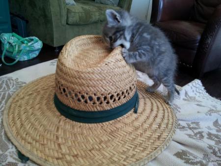 Wild Kitten!