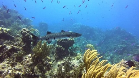 This guy followed us around on a dive