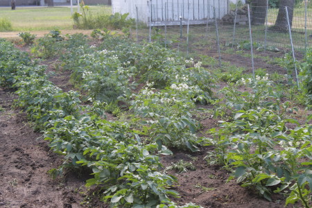 Potato plants