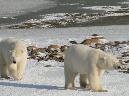Polar Bears Churchill Manitoba, Canada