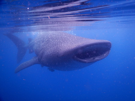 Whaleshark Snorkeling