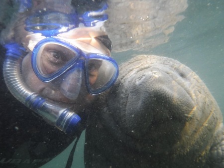 Swimming with the Manatees Crystal River 