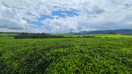 Tea Tea Everywhere Uganda May 2022