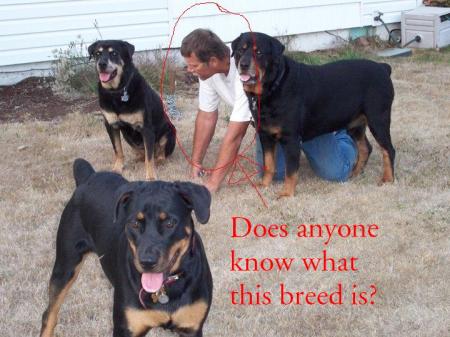 My husband and our 3 Rottweilers