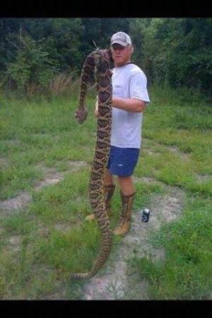 BIG Rattler