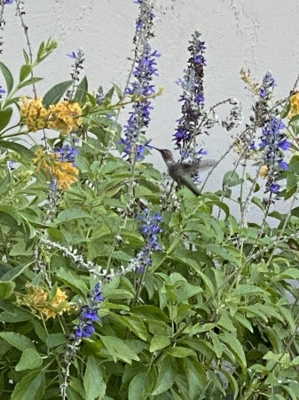 Hummingbird outside kitchen window 