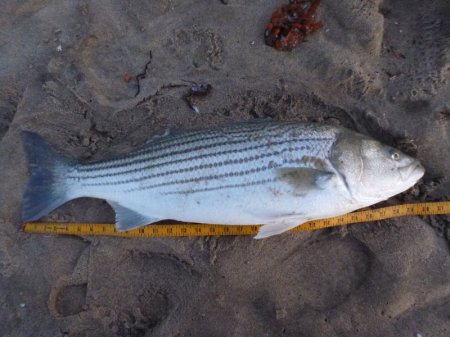 Dan Corey's album, Hobby - Surf Fishing