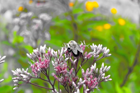 bee on flower