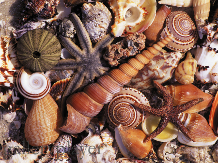 Atlantic Shells