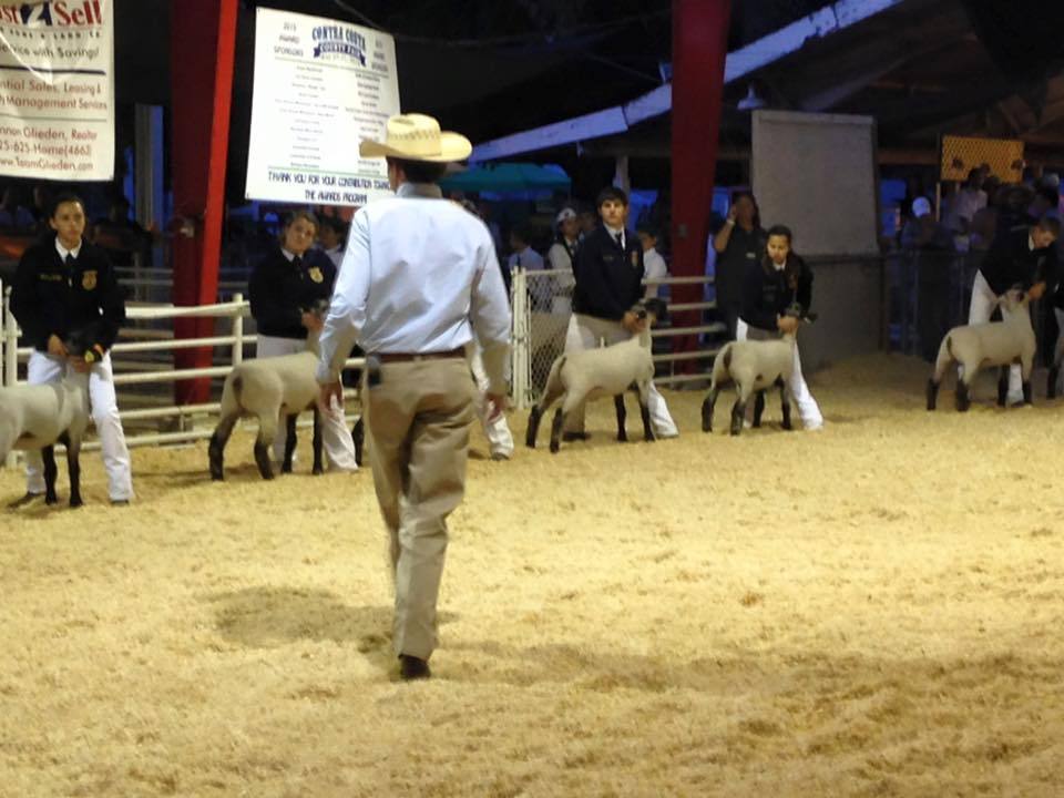 FFA Sheep show 2016