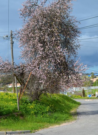 Roadside wild almond tree in bloom