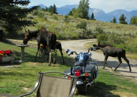 Moose, Summer of 2013