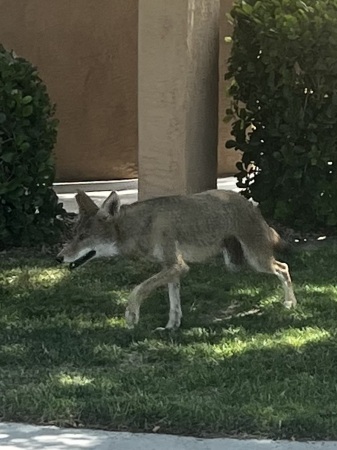 Coyote too close for comfort🫤