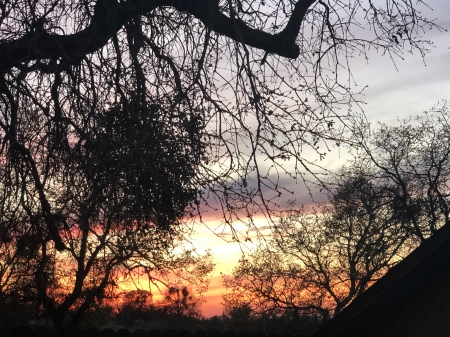 Sunset through my oaks 