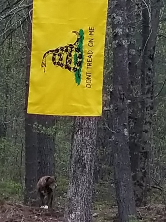 My Rescue pup defending his flag