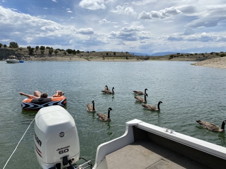 Lake Pueblo geese