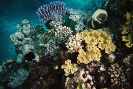 Great Barrier Reef, Australia