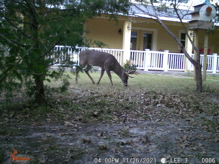 Big buck in backyard