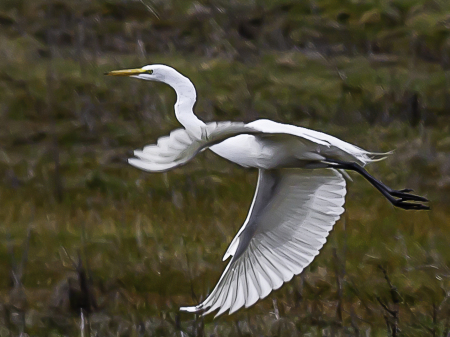 Egret in flight 