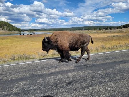 Great American Bison 